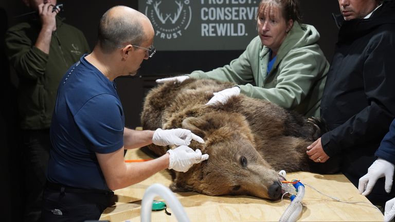 Specialist wildlife veterinary surgeon, Romain Pizzi, prepares to perform surgery to drain fluid from the brain of two-year-old brown bear Boki.
Pic PA