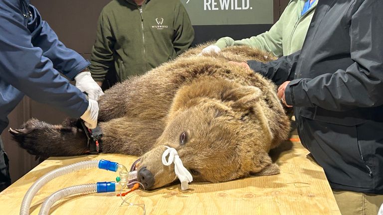 Boki, the bear having surgery today. He’s just been anaesthetised and lifted on the surgery table where he will now be shaved before the procedure begins. 
Picture for Thomas Moore story. Picture submitted by Hanna Schnitzer