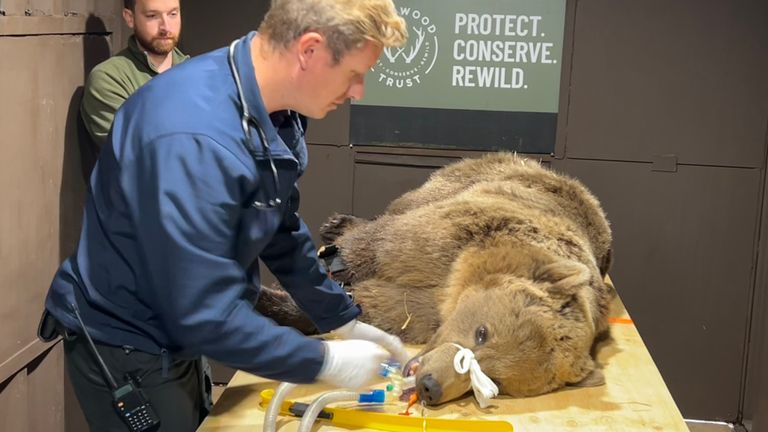 Boki, the bear having surgery today. He’s just been anaesthetised and lifted on the surgery table where he will now be shaved before the procedure begins. 
Picture for Thomas Moore story. Picture submitted by Hanna Schnitzer