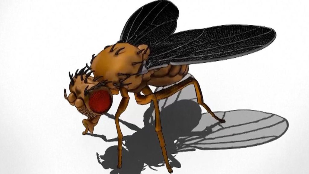 skynews-fruit-fly-brain-ai_6706050