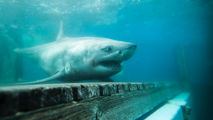 skynews-great-white-shark_6677028