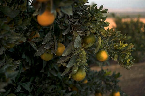 A close-up view of mandarins growing on a tree on a farm, with white residue from pesticide spraying visible on its leaves.