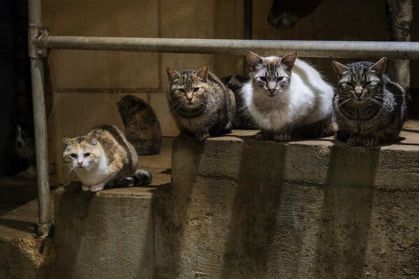 A row of cats sitting on a stoop in a dairy farm looking at the viewer.