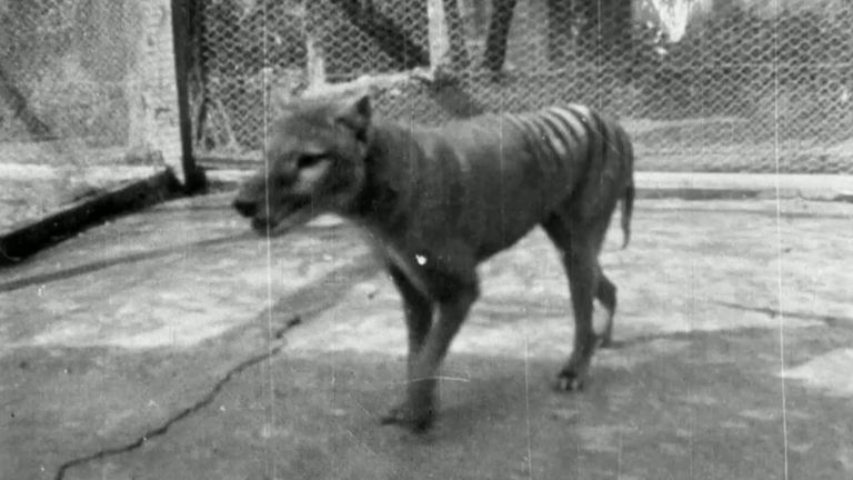 The 1935 clip is more than 12 months later than the previously last confirmed footage of a thylacine, from 1933.