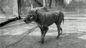 skynews-tasmanian-tiger-extince_4994386