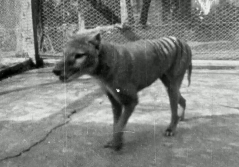 skynews-tasmanian-tiger-extince_4994386