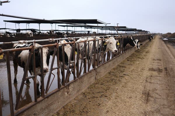 A view looking down a muddy path along a row of penned dairy cows on a farm on an overcast day.