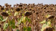 Sunflowers affected by drought in a field in Serbia Pic: AP