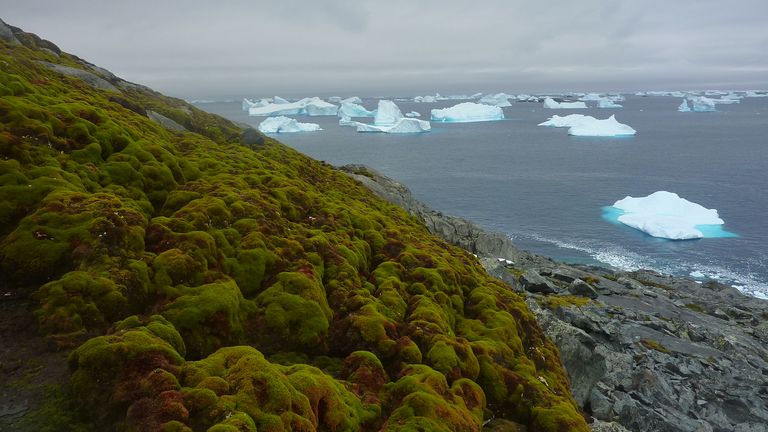 Green Island in the Antarctic Peninsula.
Pic: University of Exeter/PA