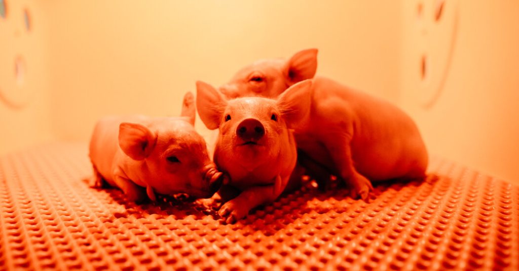 00pig-kidneys-promo-zlkt-facebookjumbo