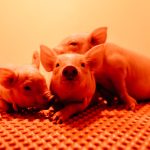 00pig-kidneys-promo-zlkt-facebookjumbo