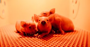 00pig-kidneys-promo-zlkt-facebookjumbo