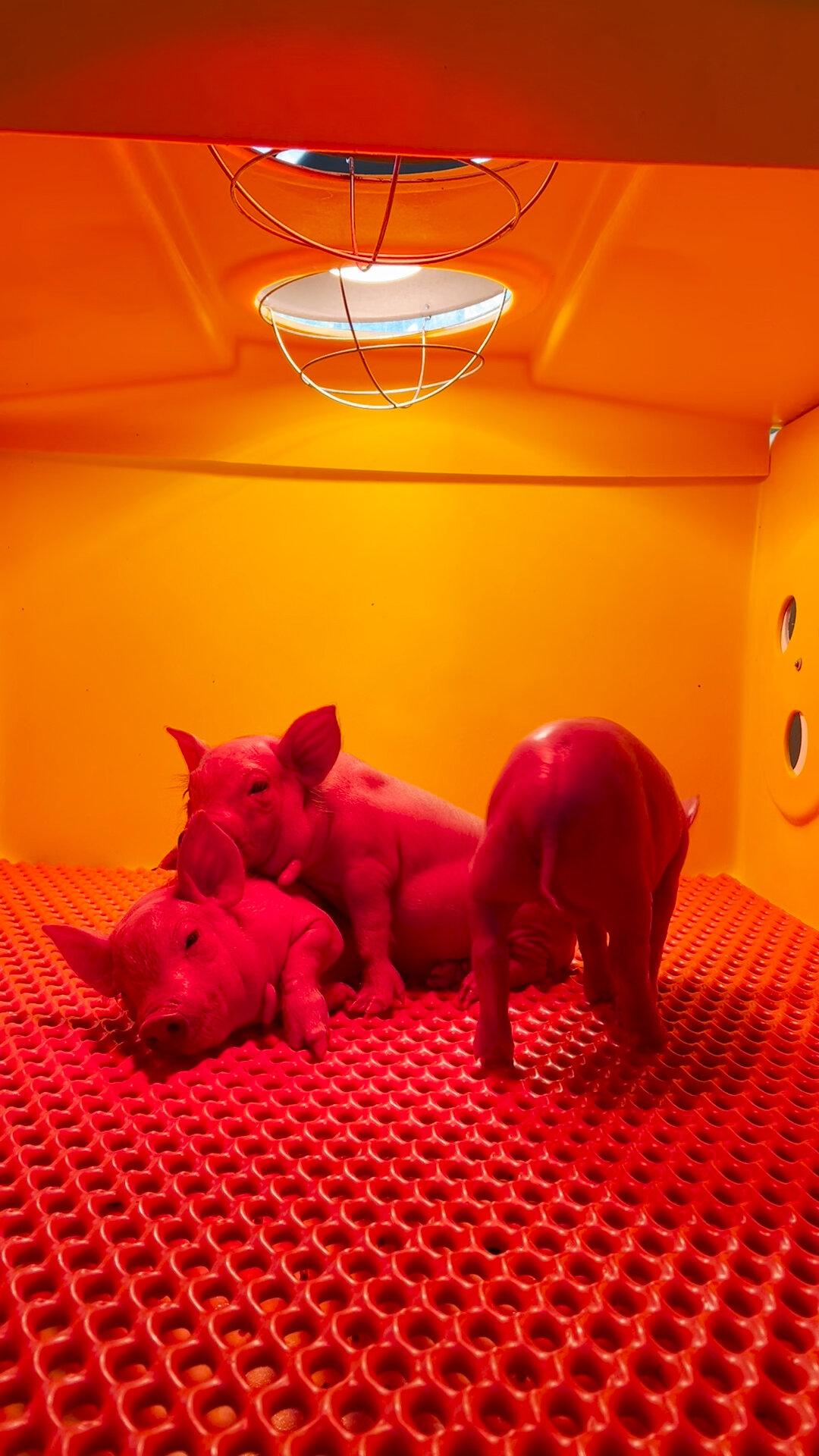 00pig-kidneys-vid1-superjumbo