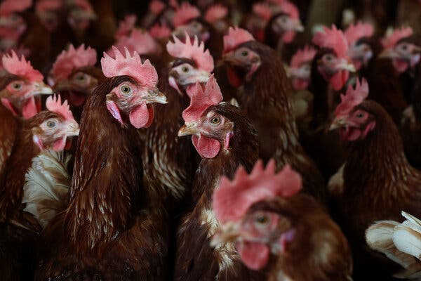 18kennedy-birdflu-01-bfvj-articlelarge A group of brown chickens with red crests standing close together in a henhouse on a farm.