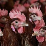 18kennedy-birdflu-01-bfvj-facebookjumbo