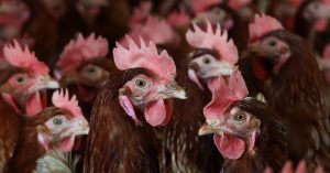 18kennedy-birdflu-01-bfvj-facebookjumbo