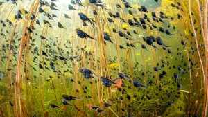 skynews-wildlife-photographer_6710131