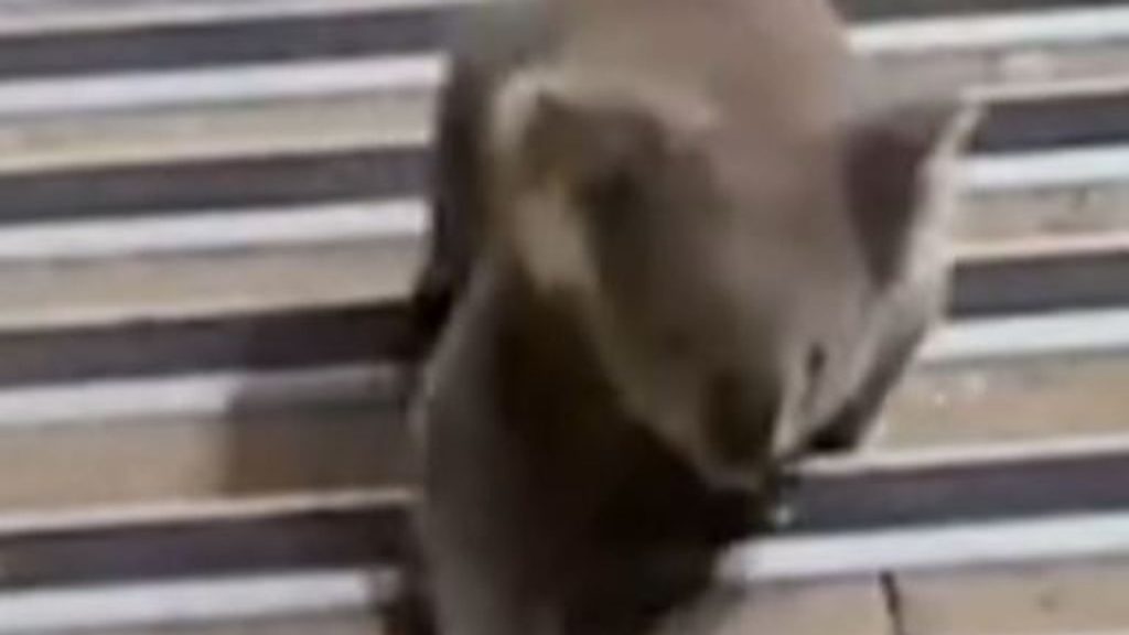 skynews-koala-bear-sydney-station_6710405