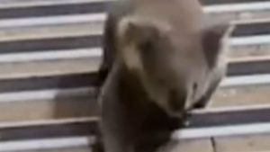 skynews-koala-bear-sydney-station_6710405