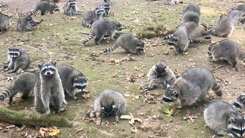 skynews-raccoon-washington_6712056