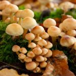 skynews-mushrooms-toxic-us_6714029