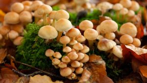 skynews-mushrooms-toxic-us_6714029