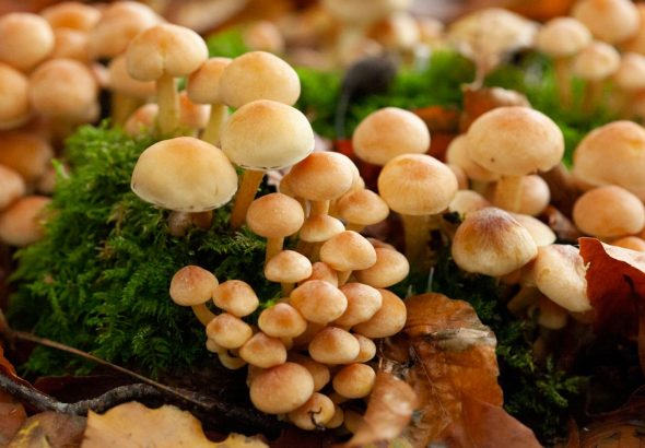 skynews-mushrooms-toxic-us_6714029