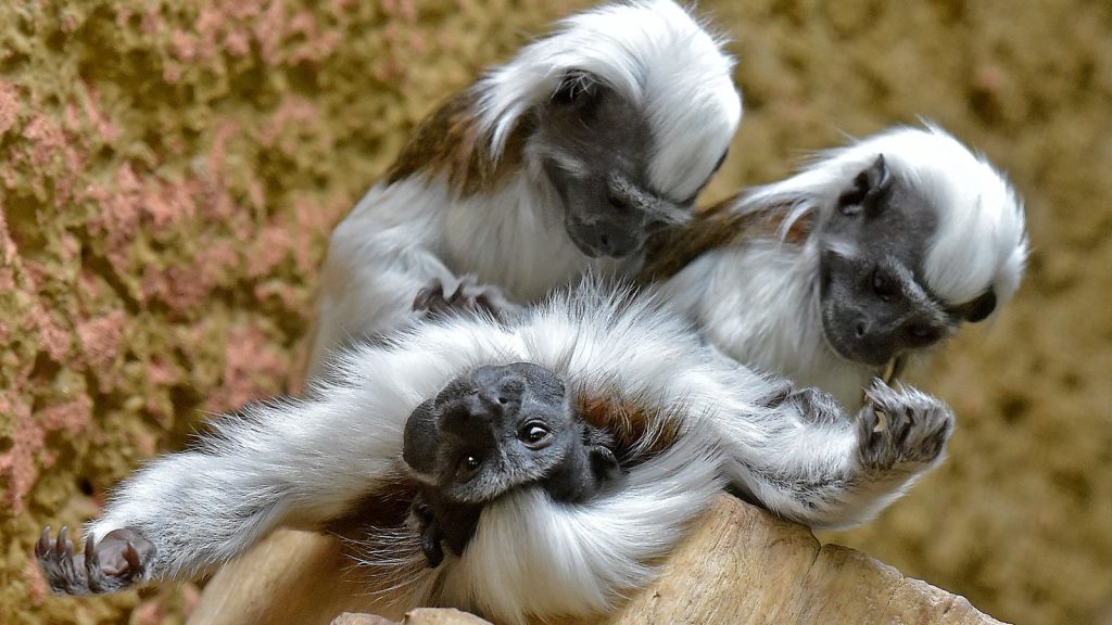skynews-cotton-top-tamarin_6716296