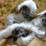 skynews-cotton-top-tamarin_6716296