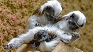 skynews-cotton-top-tamarin_6716296